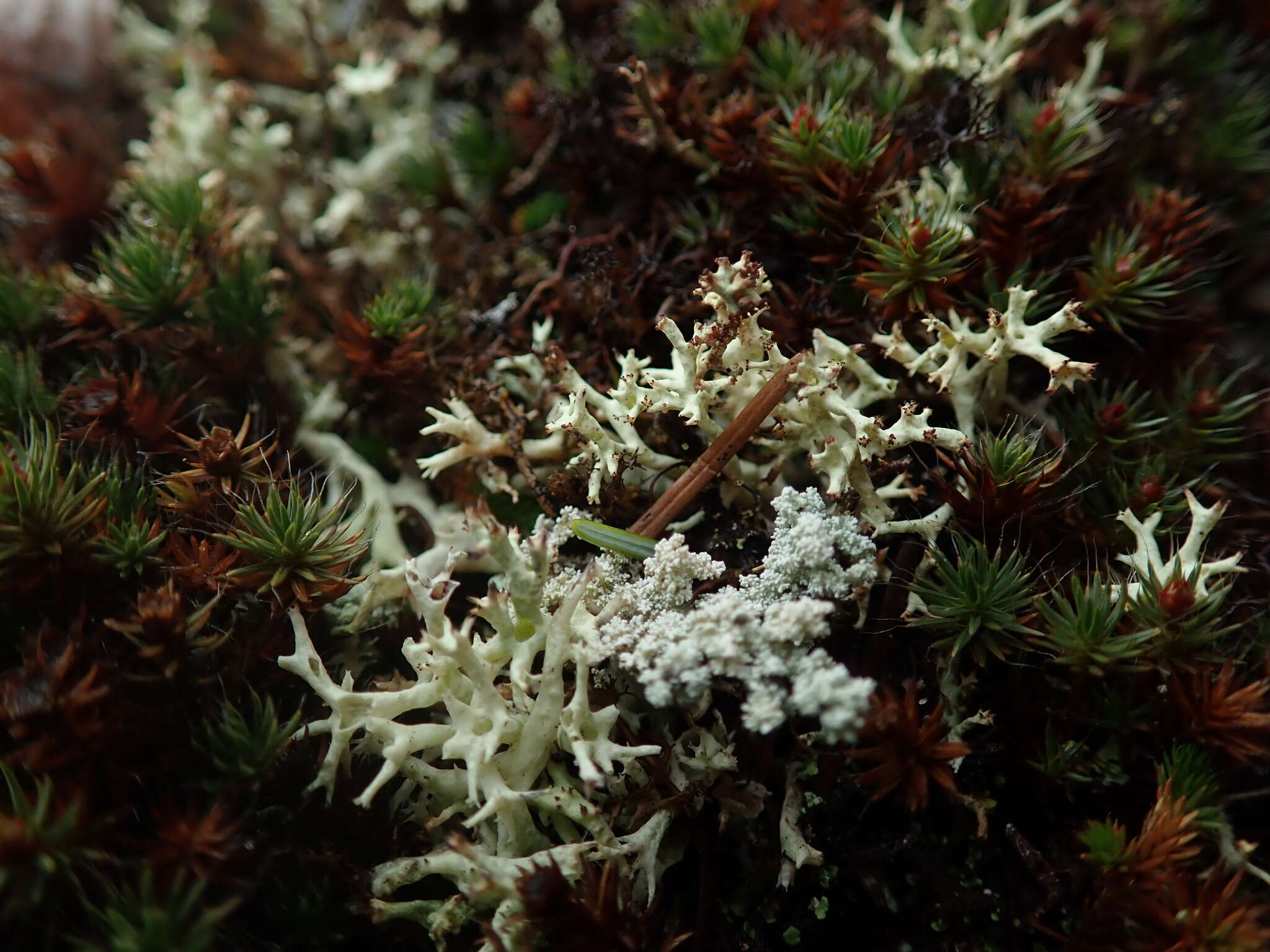 Image of Thorn cladonia