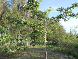 Image de Terminalia bellirica (Gaertn.) Roxb.