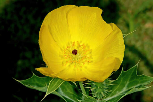 Image of Mexican pricklypoppy