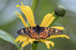 Image of Acraea zetes Linnaeus 1758