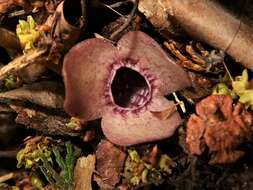 Image of Wild ginger