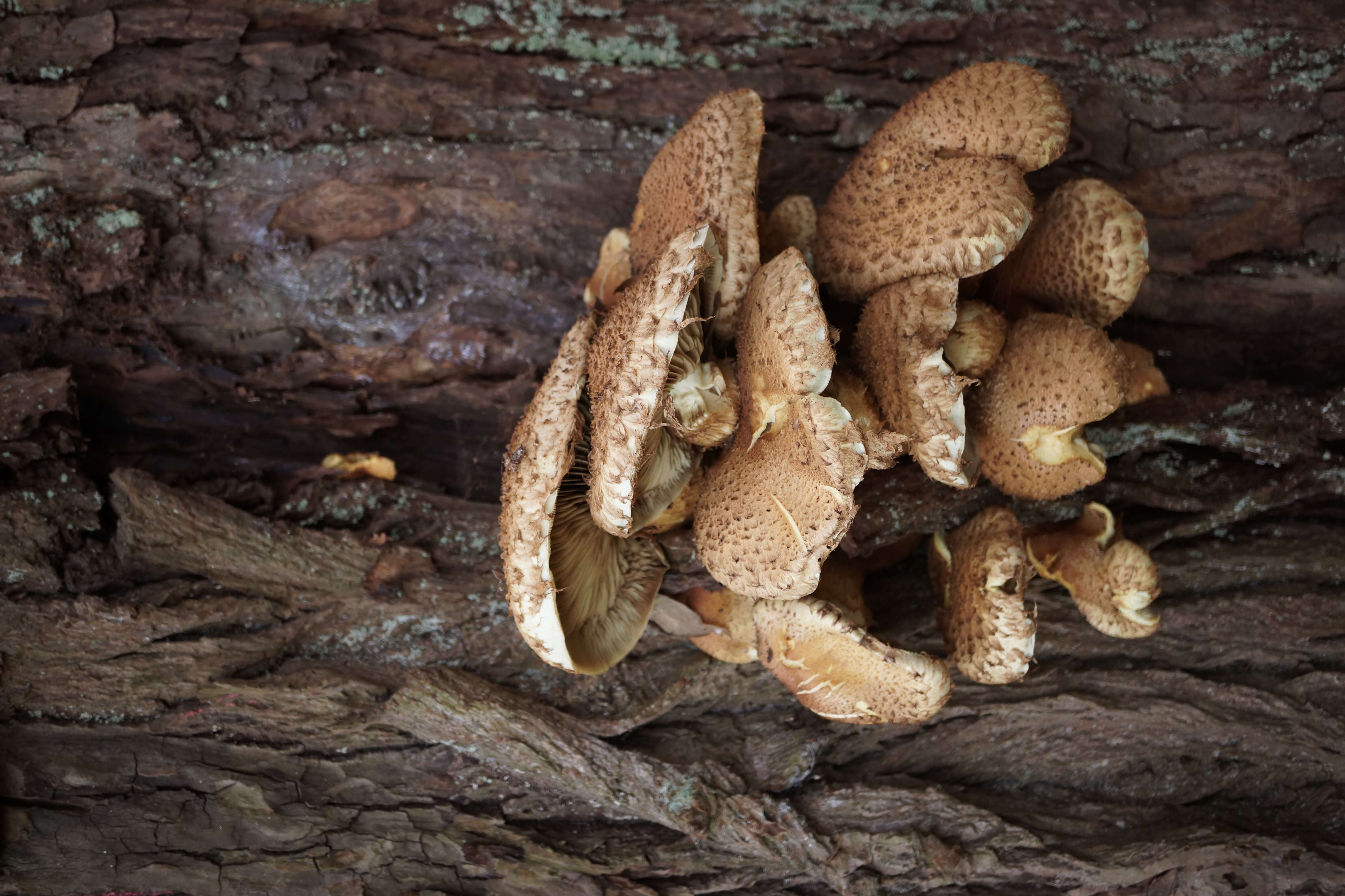 Pholiota squarrosa (Vahl) P. Kumm. 1871 resmi