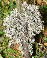 Image of Pseudevernia furfuracea (L.) Zopf