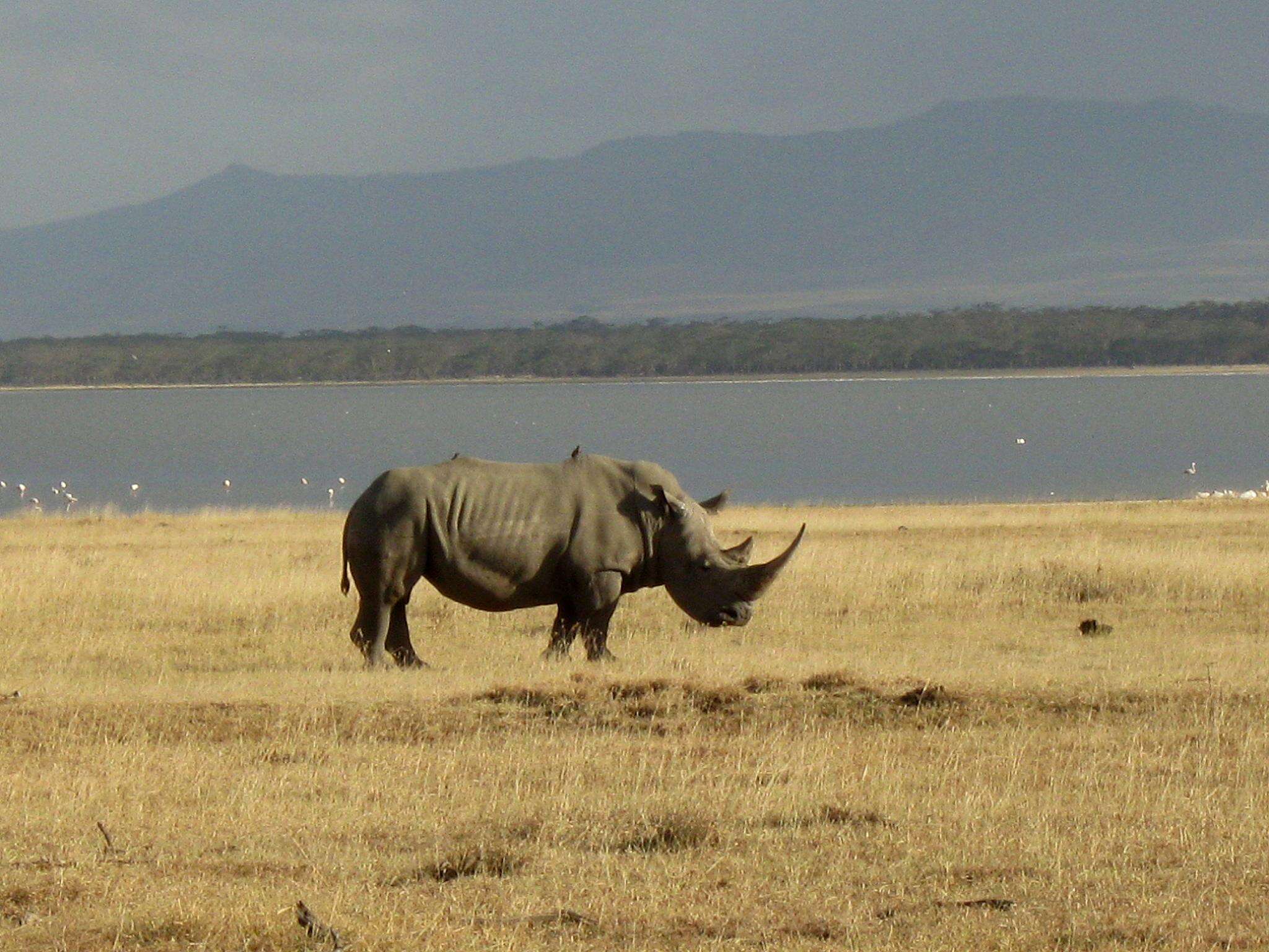 Image of Ceratotherium simum simum