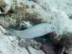 Image of Brownbanded wrasse