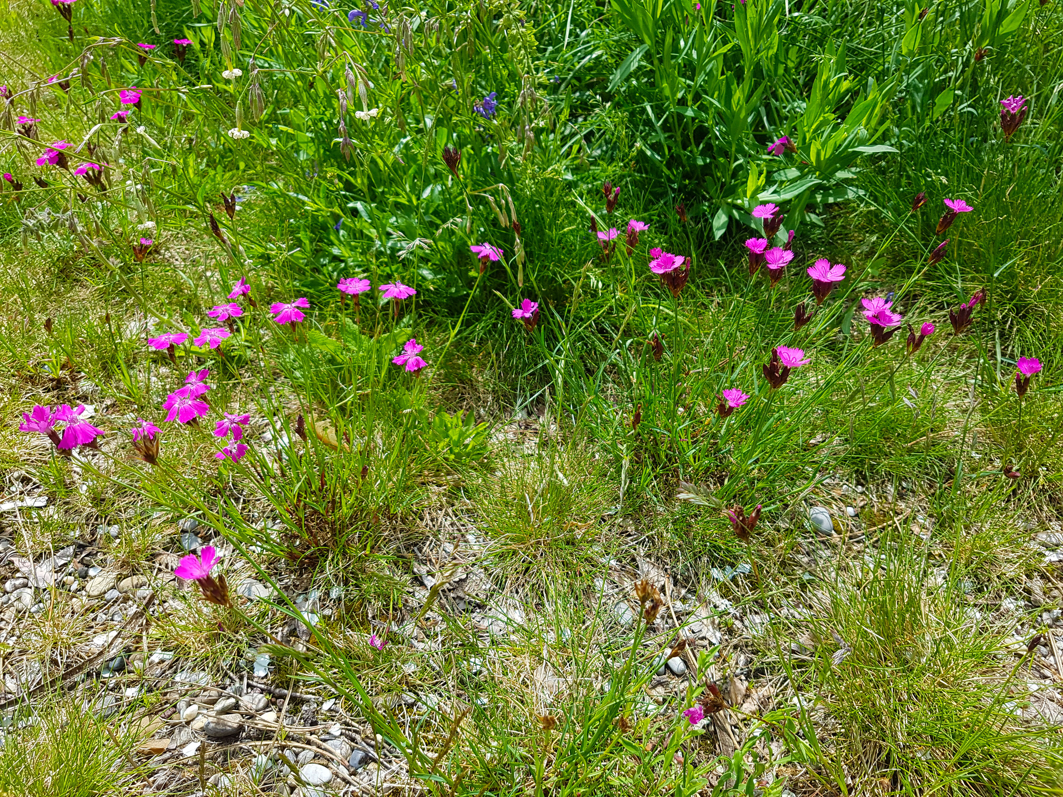 Image of carthusian pink