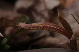 Image of Puccinia mariae-wilsoniae Clinton 1873