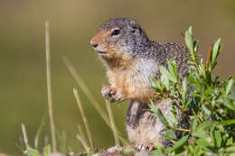 Image of Columbian ground squirrel