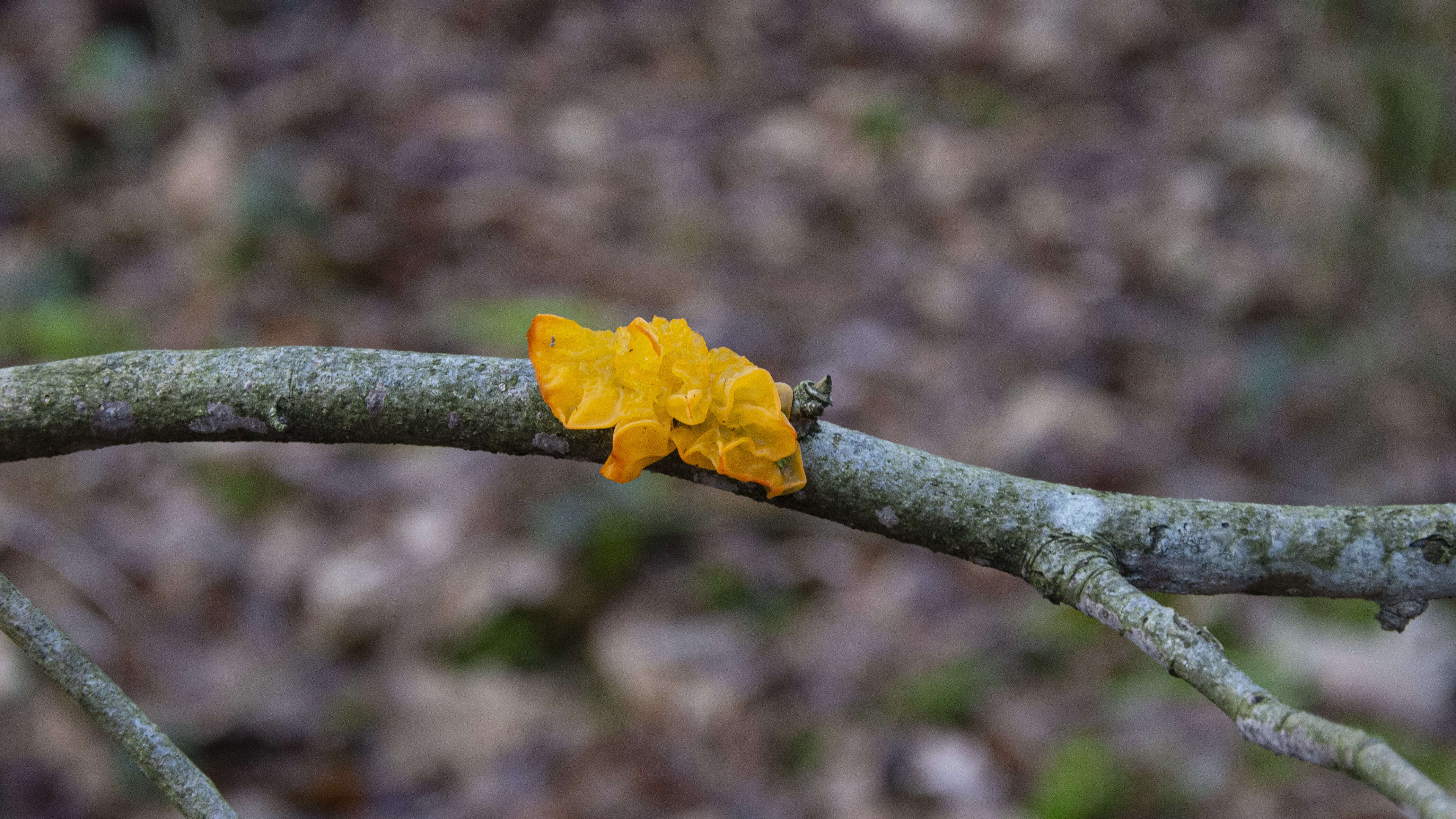 Image of Witches butter