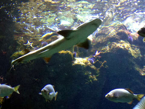 Image of Leopard Shark