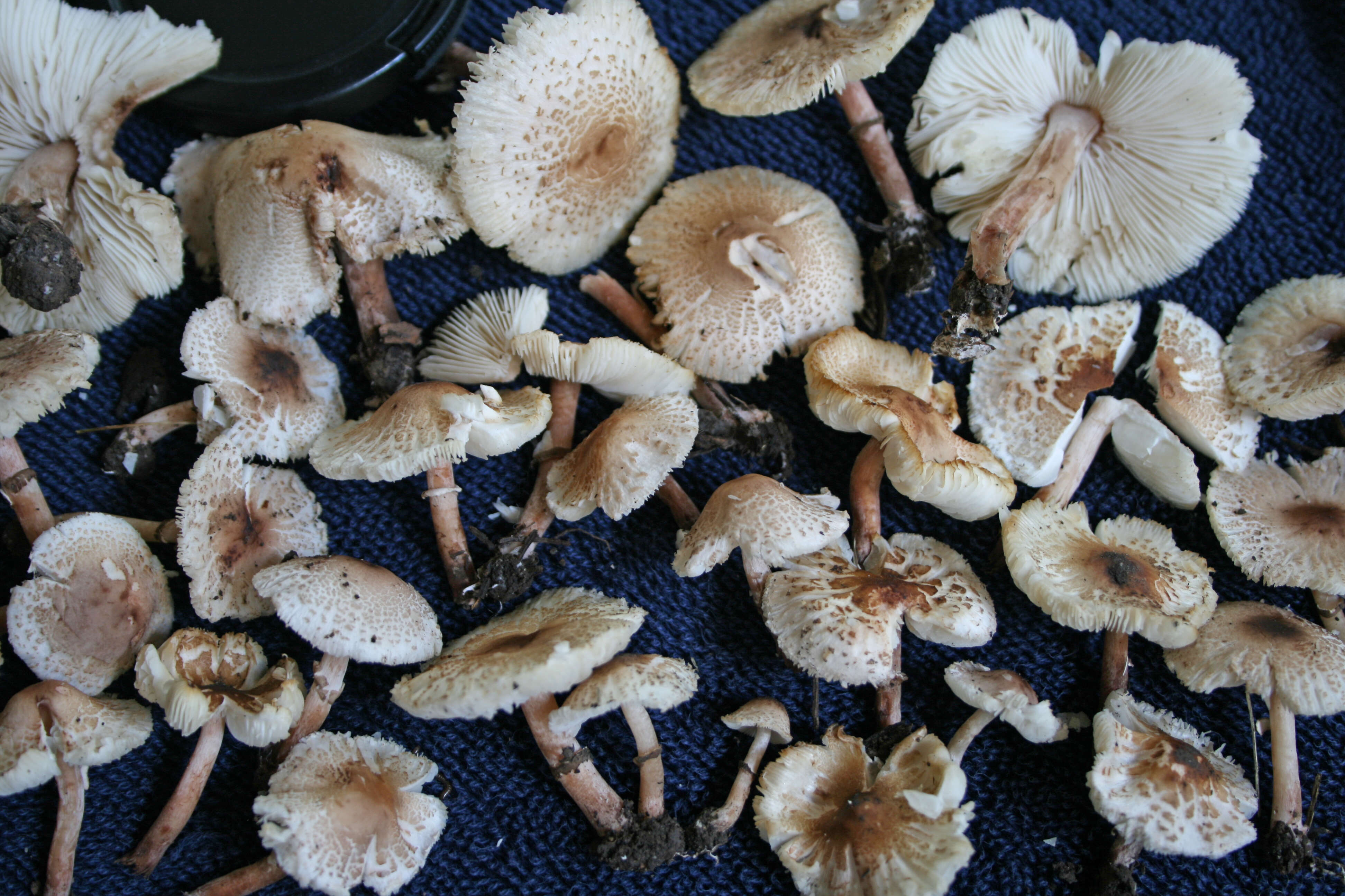 Image of Lepiota lilacea Bres. 1892