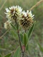 Trifolium montanum L.的圖片