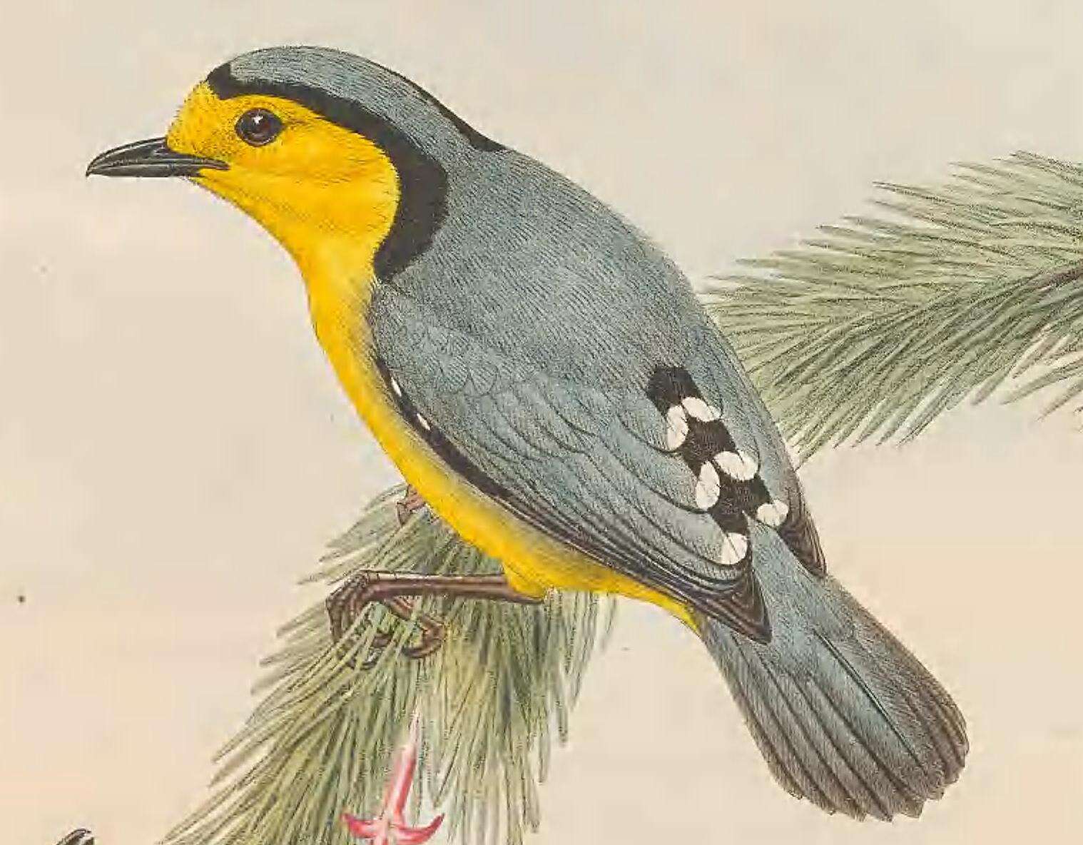 Image of Pachycare Gould 1876