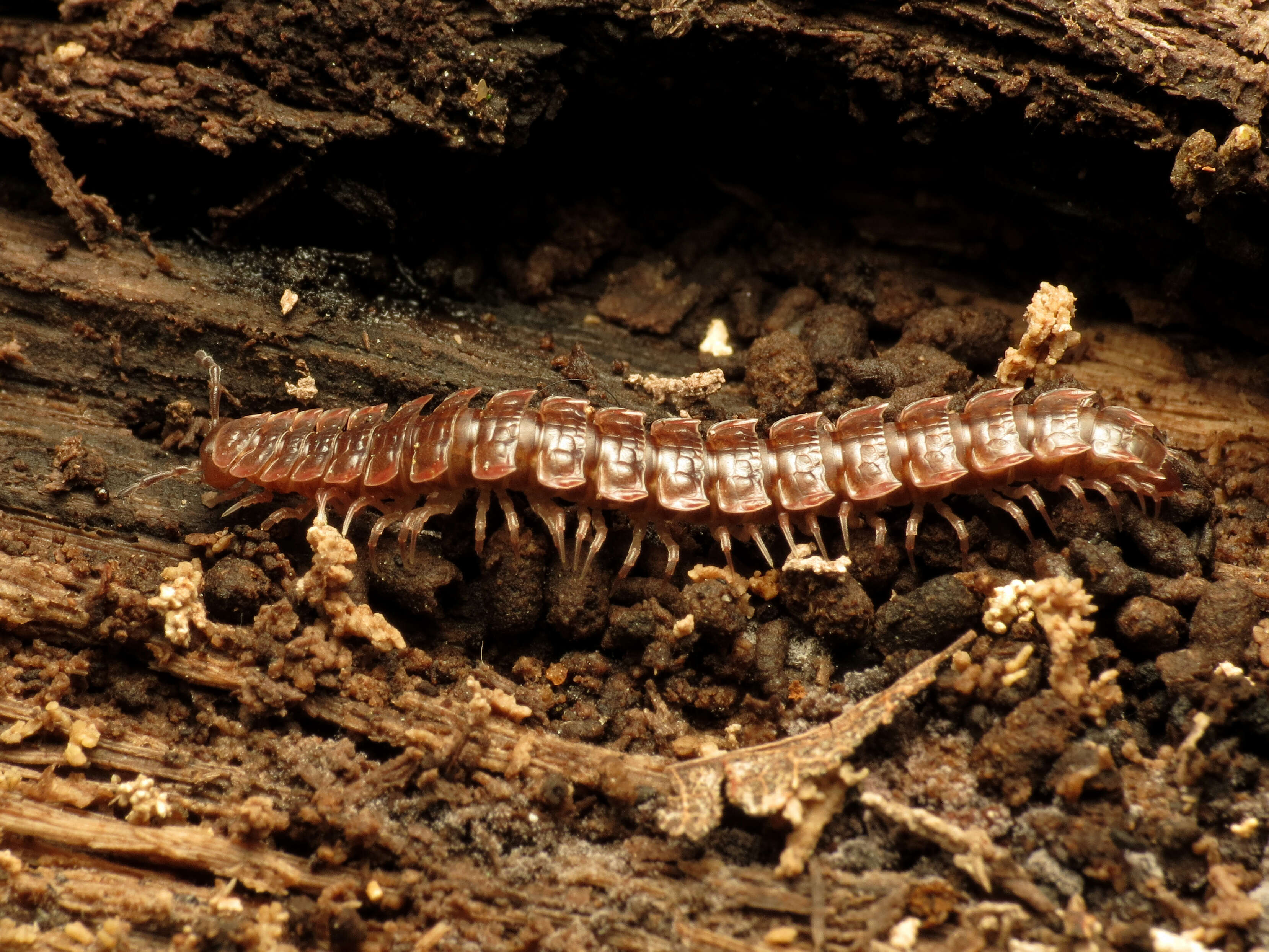 Image of Pseudopolydesmus