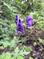 Слика од Aconitum napellus L.