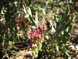 Image of Grevillea ilicifolia (R. Br.) R. Br.