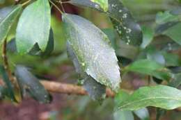 Image of Alseuosmia quercifolia A. Cunn.