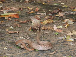 Image of Indian cobra