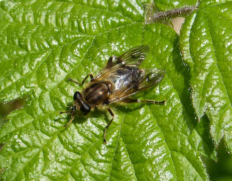 Imagem de Chalcosyrphus eunotus (Loew 1873)