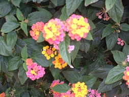 Image of lantana