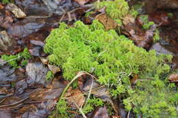 Image of sphagnum