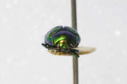 Image of Chrysolina