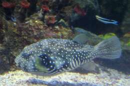 Image of Blue diesel wrasse