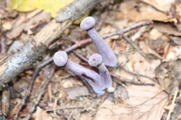 Image of Laccaria amethystina Cooke 1884