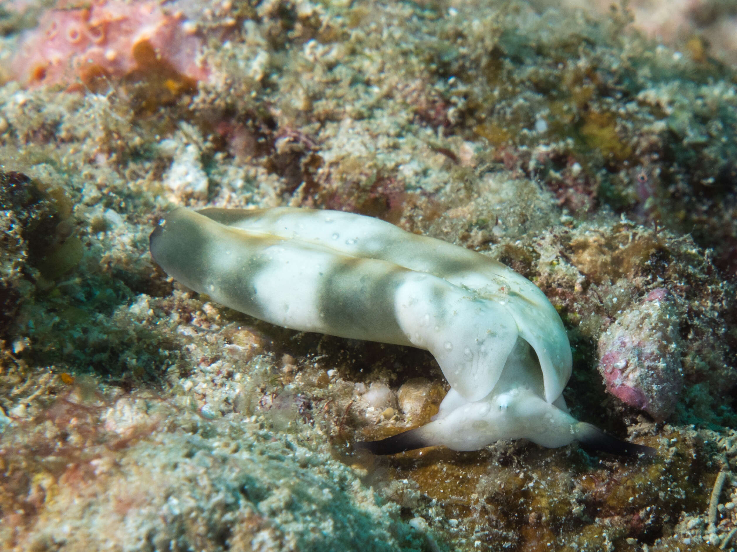 Image of Flat camouflaged slug