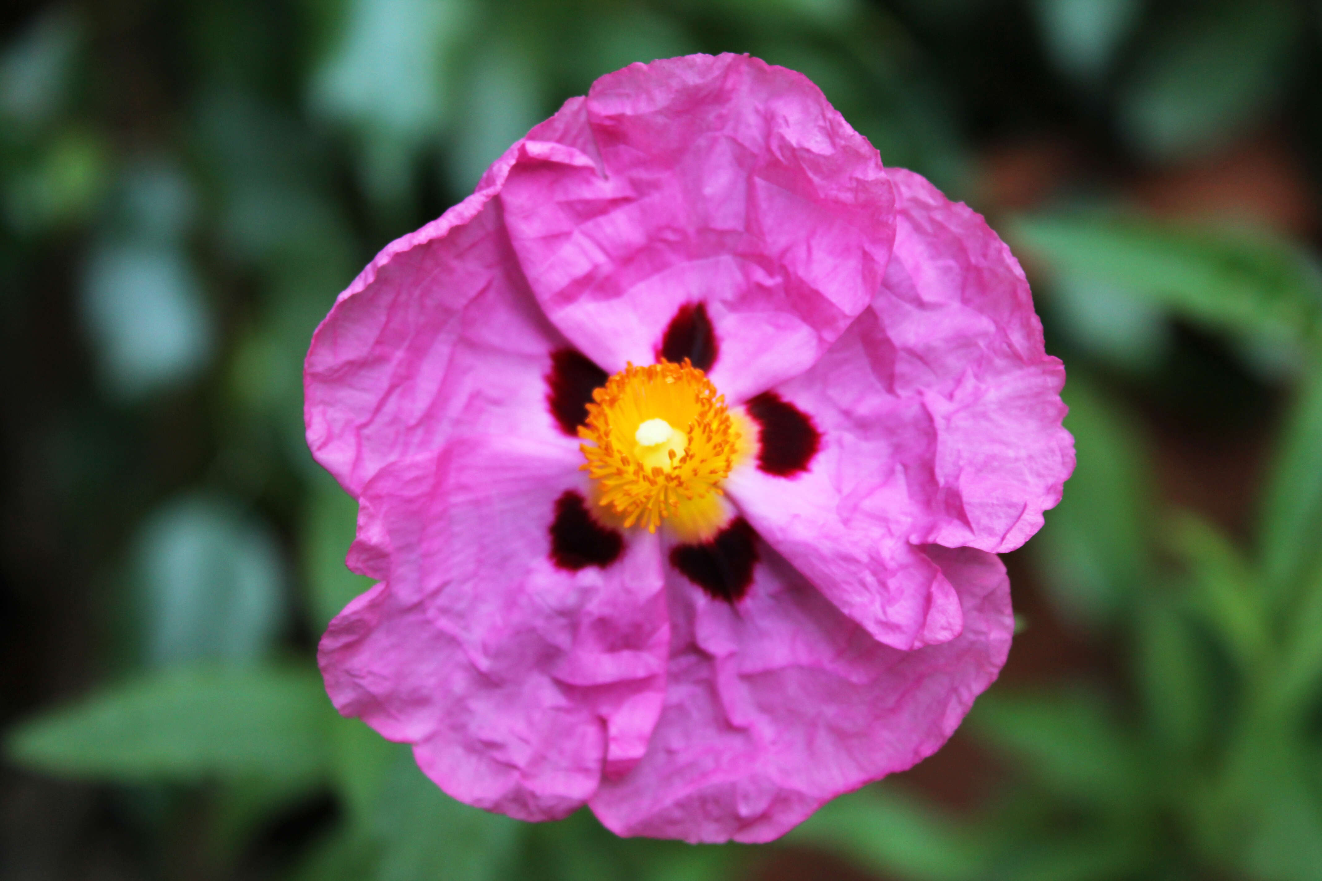 Image of Cistus × purpureus