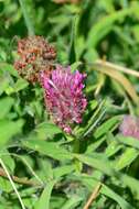 Image of Red Trefoil