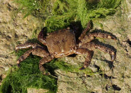 Image of marbled rock crab