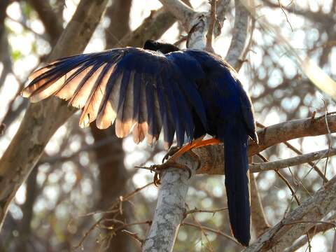 Image of Purplish-backed Jay