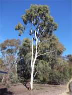 Image de Eucalyptus argophloia Blakely