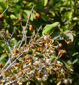 Image of Yellow-chevroned Parakeet