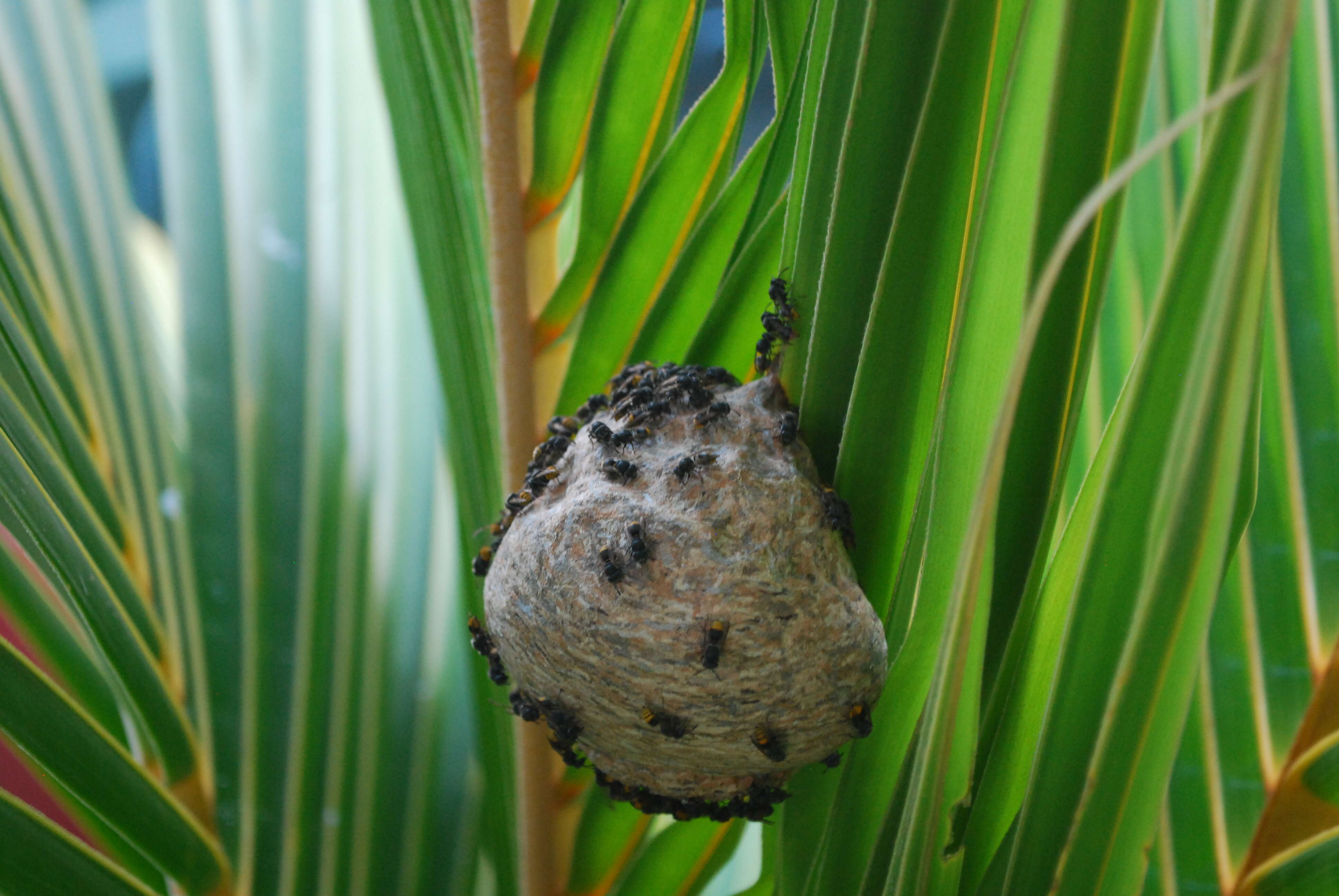 Image of Mexican Honey Wasp