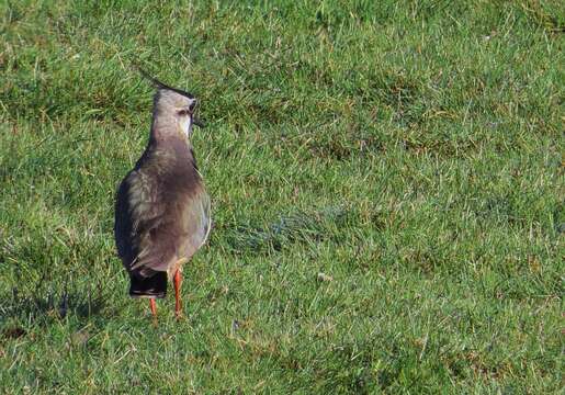 Image of Lapwing