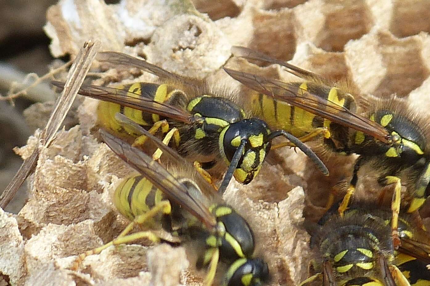 Image of Common wasp