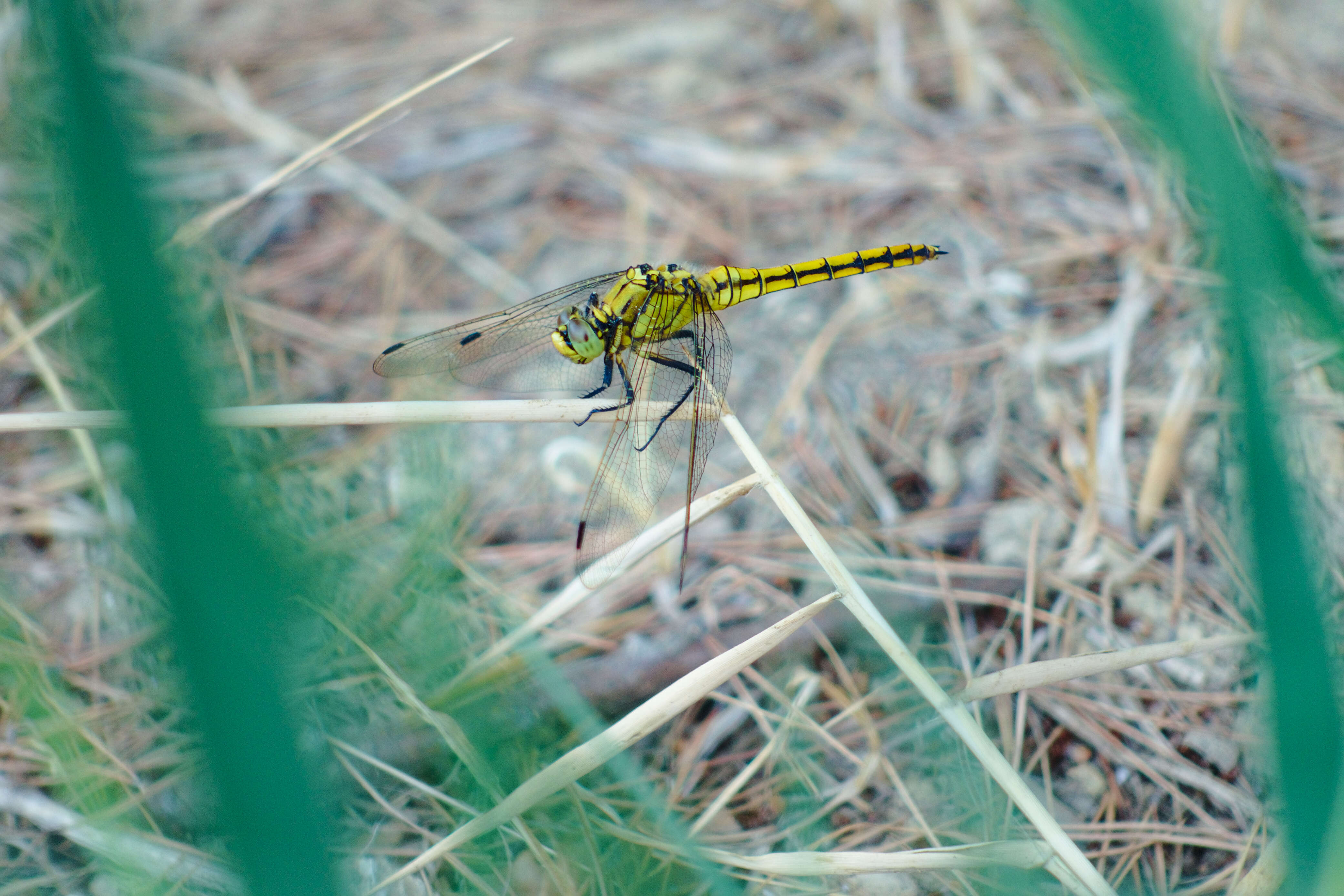 Image of Common Darter