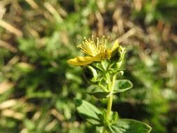 Image of spotted St. Johnswort