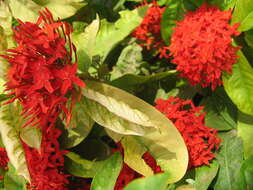 Image of ixora