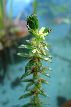 Imagem de Myriophyllum heterophyllum Michx.