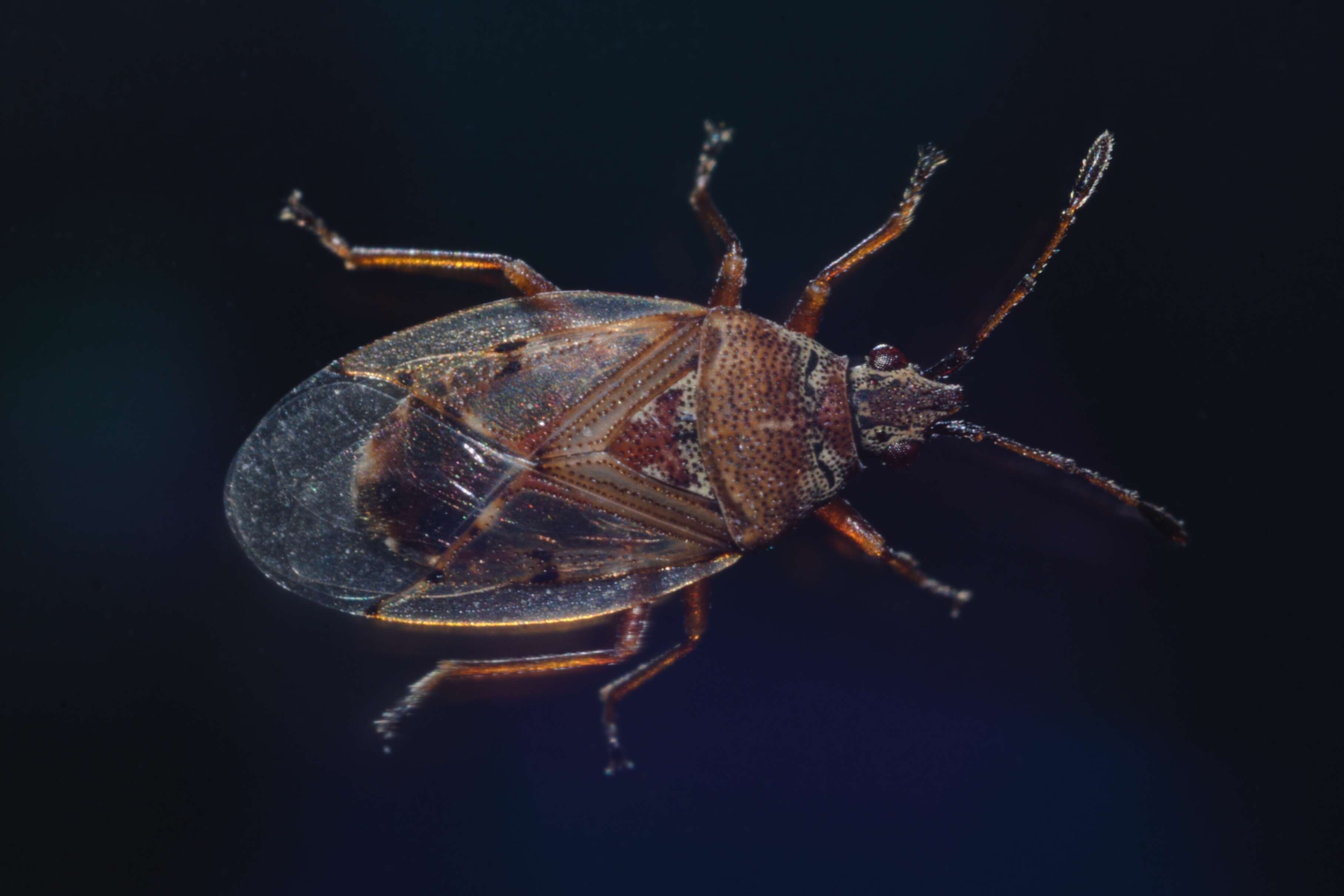 Image of Birch Catkin Bug