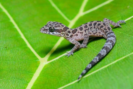 Слика од Cyrtodactylus peguensis (Boulenger 1893)