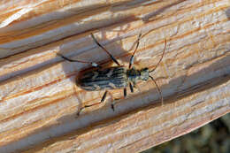 Image of Two-banded longhorn beetle