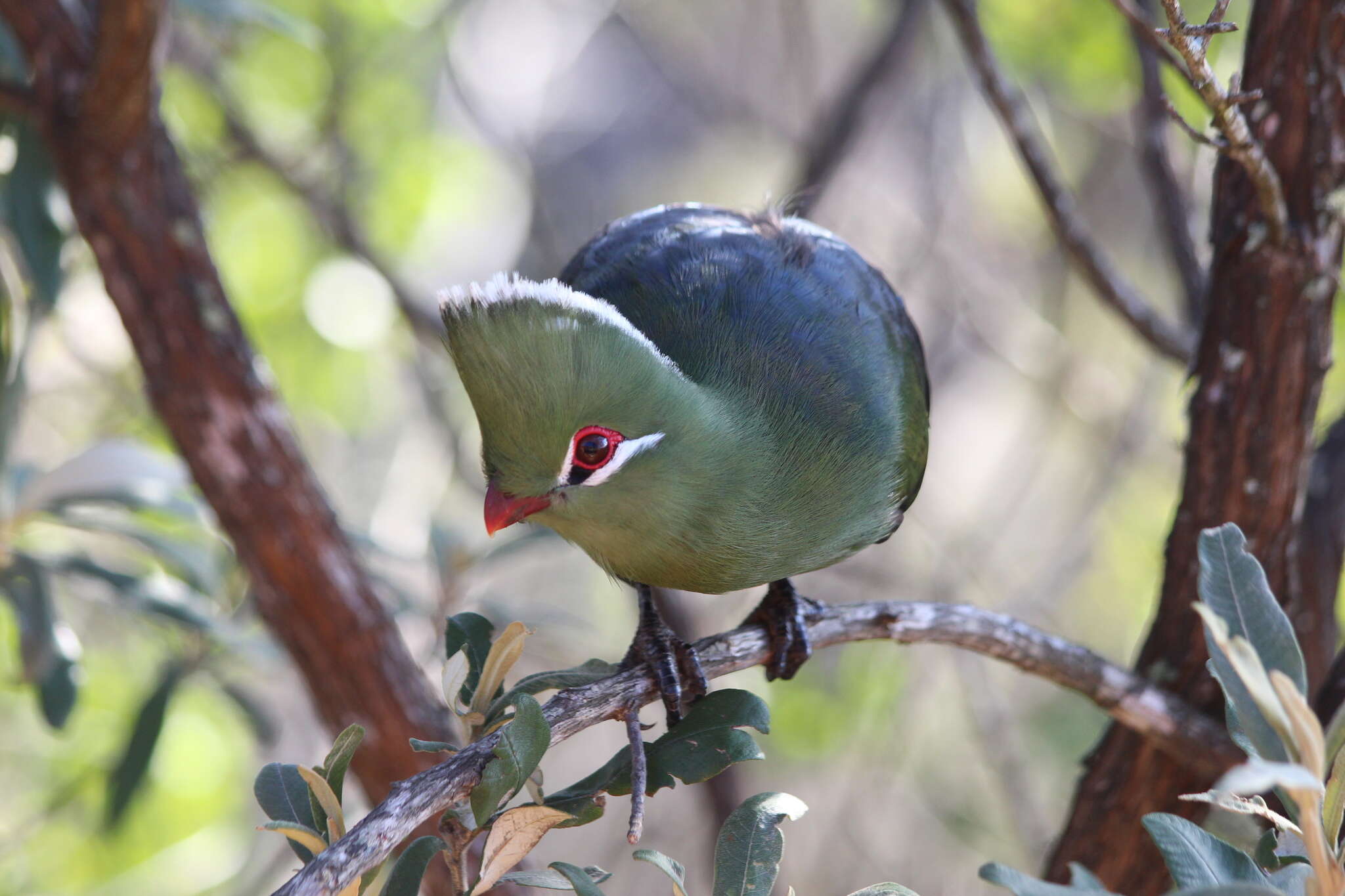 Image of Knysna Lourie