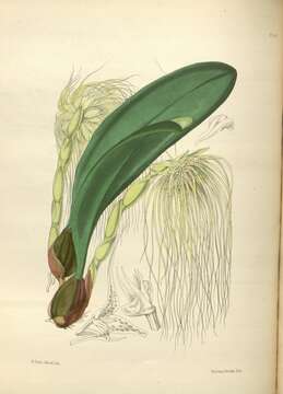 Image of Medusa's Bulbophyllum