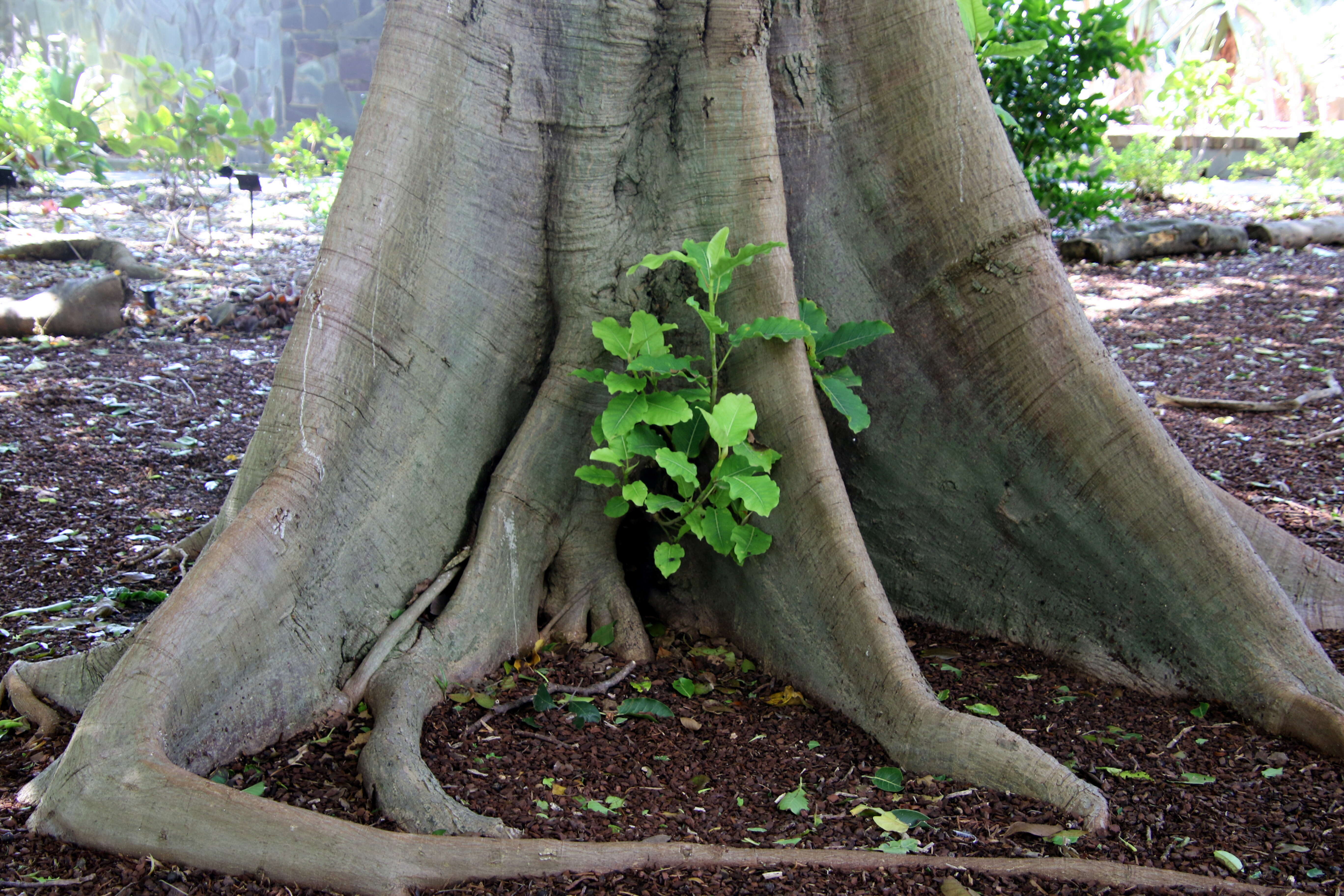 Image of Ficus nymphaeifolia Mill.