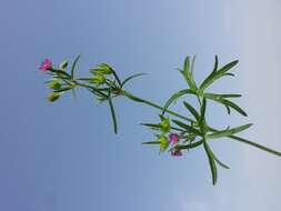 Image of cut-leaved cranesbill