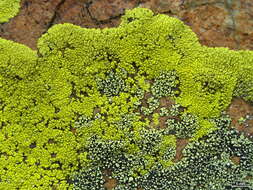 Image of map lichen